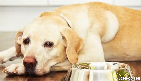 长期让狗狗吃单一的犬粮是错误做法，会引发多种问题，要换着喂