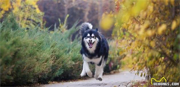 犬种科普介绍阿拉斯加犬