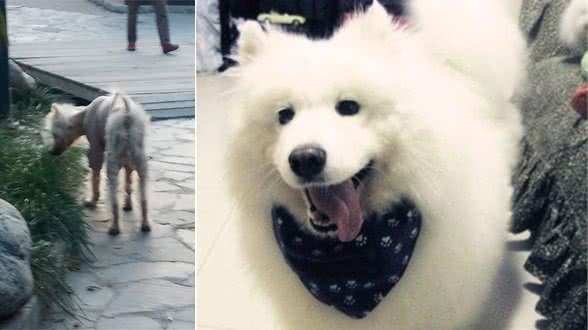 糖尿病犬
