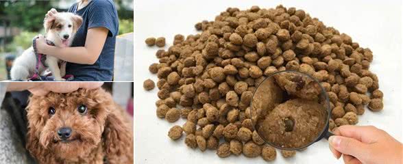 狗狗，究竟是养“公犬”好，还是“母犬”好？