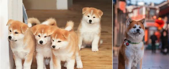 因为个子太高而被禁养的秋田犬，有这5大优点