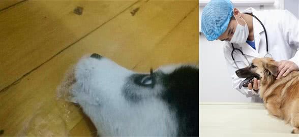 狗狗老是呕吐怎么回事呀呀？其实不一定是吃多了，要酌情判别原因