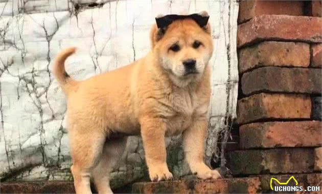 谁说土狗不如洋狗？这6种土狗，一点都不比洋狗差
