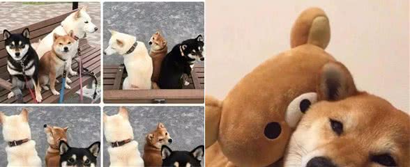 最合适上班族养的宠物居然是柴犬，柴犬的性格分析