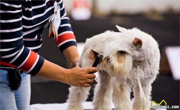 雪纳瑞犬的6大美容流程，学不会就等着花钱吧