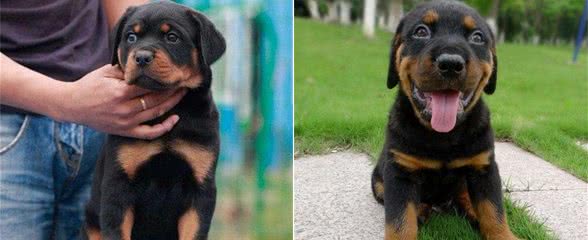 小编告诉你：罗威纳犬一生最好训练的“黄金阶段”，请收好！