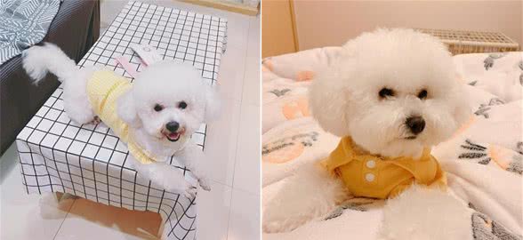 常给爱犬吃这几种食物，营养价值高，保证狗狗爱吃又能健康成长