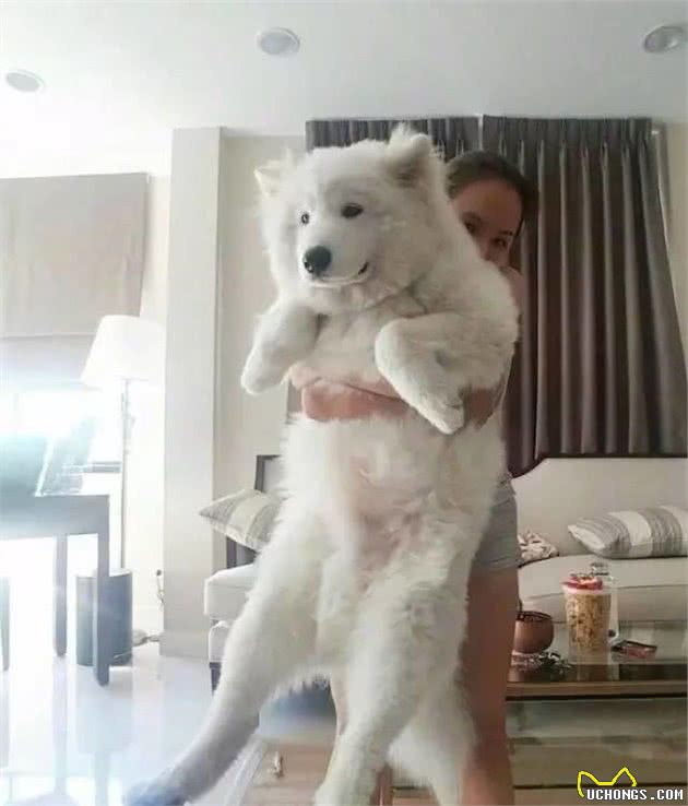 狗狗社交的重要性，别让狗狗在家呆到抑郁
