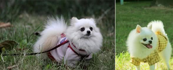 狗狗从地上捡吃的很危险，这一习惯惯不得，到底该如何纠正？