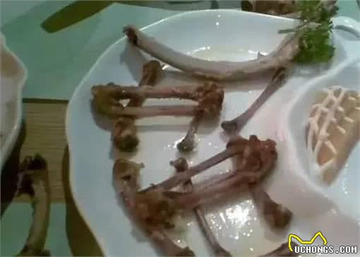 知|宠物饲养10大误区，不只是喂饱而已！