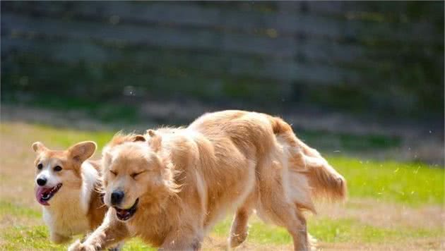 爱犬头部护理，每位宠主都需要学习的知识！