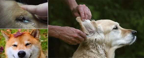 爱犬头部护理，每位宠主都需要学习的知识！