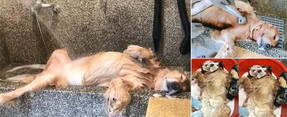 黄金猎犬奔跑完　腿开开洗到睡着