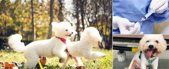 想养一只比熊犬，如何正确饲养？新手指南（收藏用）