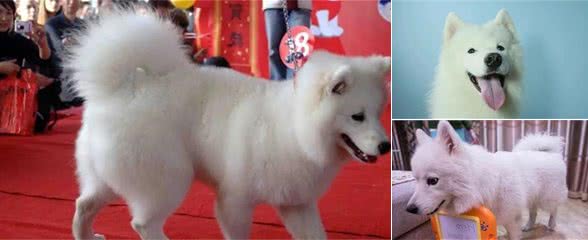 “微笑天使”萨摩耶犬，关于它的饲养方法，牢记一点，别心软