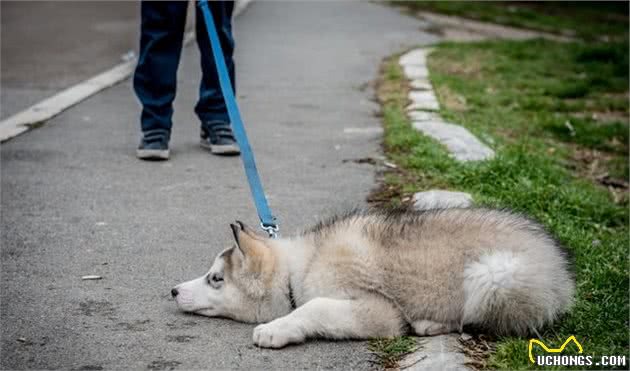 狗狗拒绝走路，大多是主人惯的？几步让你的狗狗改掉懒惰的坏习惯