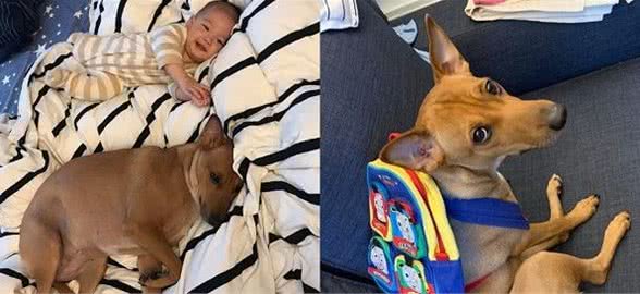 狗狗保母带小孩，第二天睡得跟僵尸一样，腿直直举起