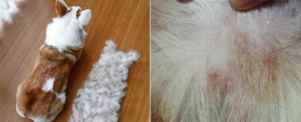 狗狗到了换毛季：大量脱毛该怎么办？别急，快来看看这4个做法