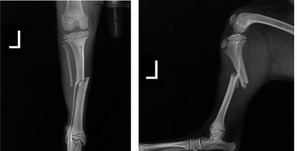 狗狗胫腓骨骨折了？！一例幼犬胫腓骨骨折内固定治疗体会