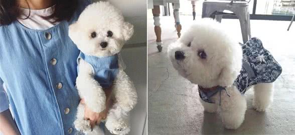 饲养比熊犬，记住这6“不要”，一生受益