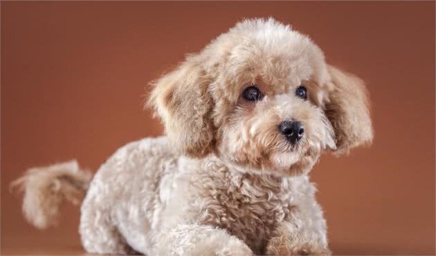 泰迪犬身上长跳蚤该怎么办？给你支两招