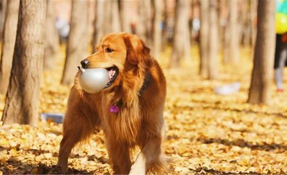 「铲屎官注意！」狗狗误食巧克力，这样做或许能救它一命