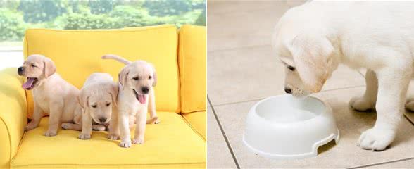 干犬粮对幼犬来说多是“毒药”!
