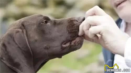 犬护食该不应打，盲目教训不可去，要获得正确的方法