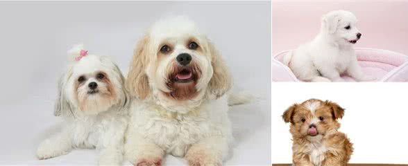 幼犬和成年犬饲养起来有什么区别，我们该如何选择