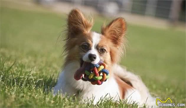 蝴蝶犬的毛发枯燥打结，怎么办？需知的蝴蝶犬毛发美容流程