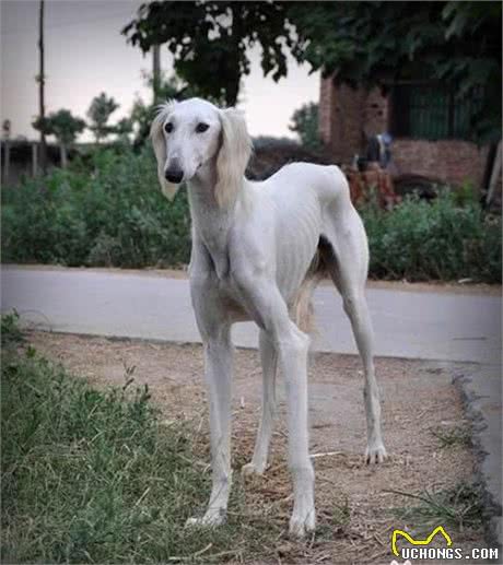 哮天犬的原型，几近灭绝的中国细犬