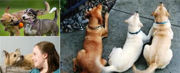 10个你不知道的犬行为心理