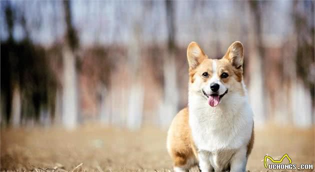 充满活力、友好、勇敢大胆的威尔士柯基犬