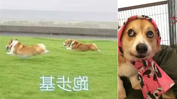 关于柯基犬你不知道的7件事，看看你是一位合格的“老司基”吗？