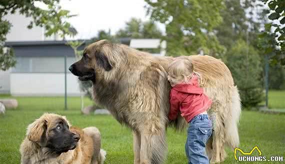 10种拉风的巨型犬，郭德纲于谦的相声里提到过“圣伯纳犬”