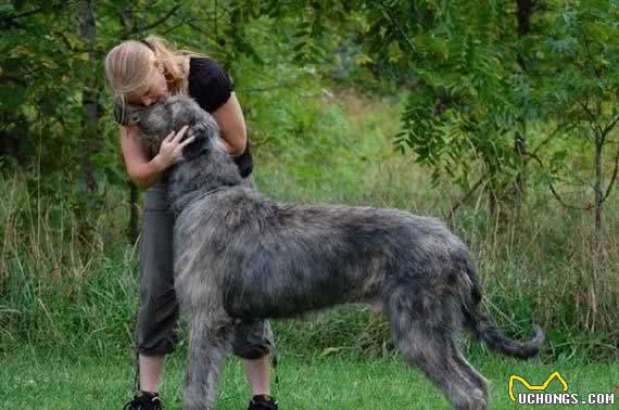 10种拉风的巨型犬，郭德纲于谦的相声里提到过“圣伯纳犬”