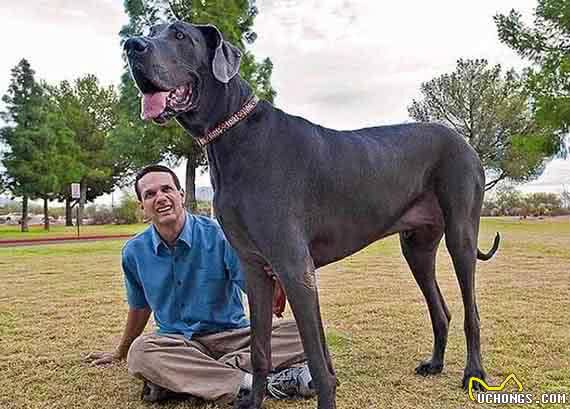 10种拉风的巨型犬，郭德纲于谦的相声里提到过“圣伯纳犬”