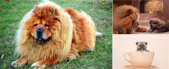 松狮犬要怎么养？