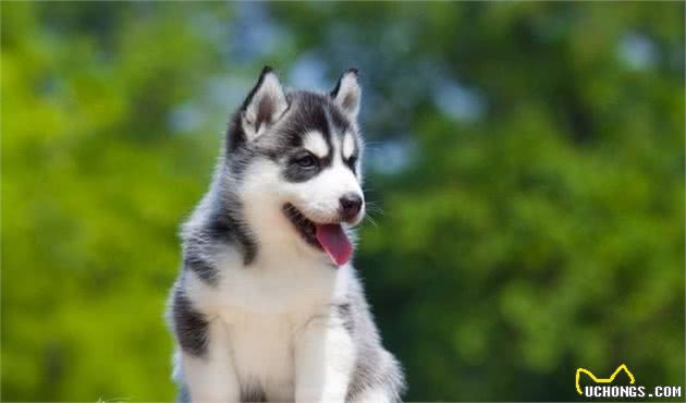 小中大型犬细分｜厦门岛｜鹭岛星辰贡献给你