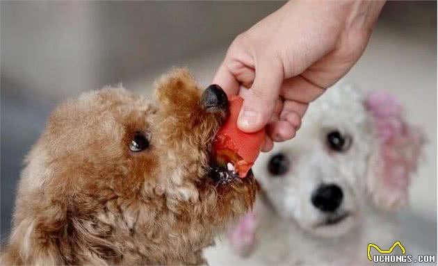 毛发太差的泰迪犬，主人能够喂这几种食物，能够美毛的