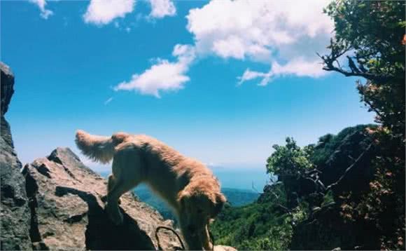 黄金猎犬也想动次动躺地「扭腰摆臀」踩空中脚踏车