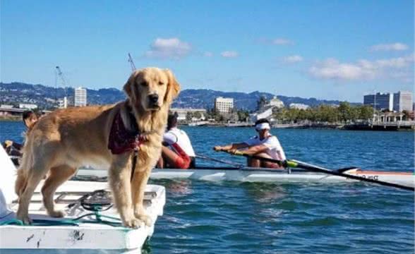 黄金猎犬也想动次动躺地「扭腰摆臀」踩空中脚踏车