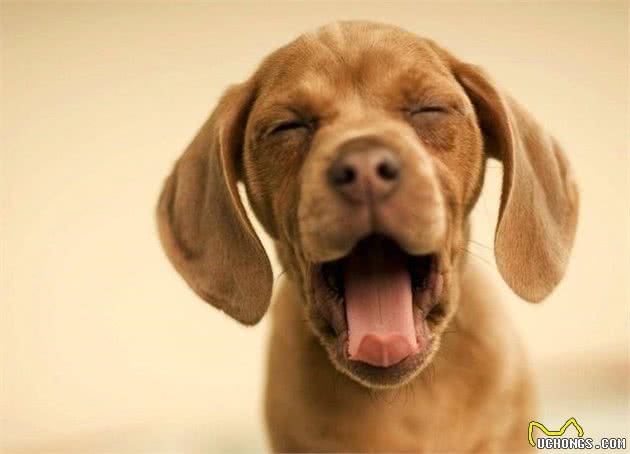 狗狗乱吼乱叫多半是跟主人学的，你不承认？