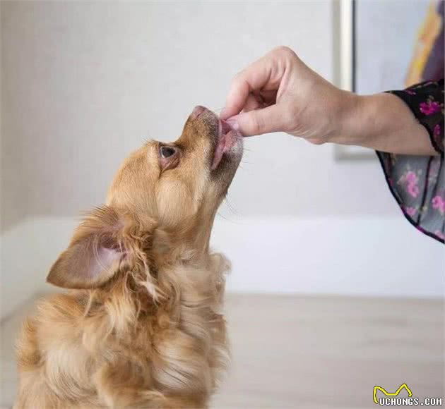 怎么挑选一款适合的犬粮，其实很多主人都不知道