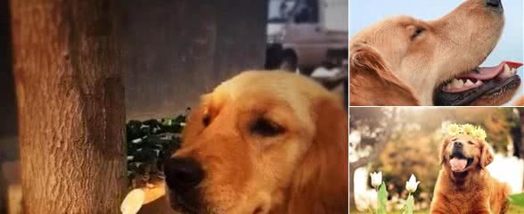 狗狗喜欢吃糖怎么办，只能解馋，还是有什么作用呢？