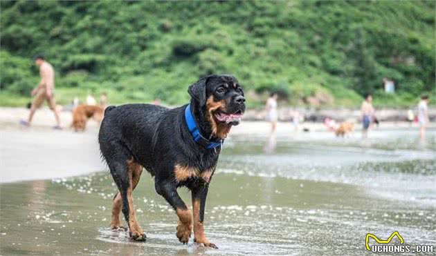 牧羊犬见多了，来看看牧牛犬家族的代表吧！能者多劳的工作犬