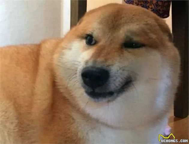 这四个原因让柴犬养不肥，听到柴犬不纯后，铲屎官才明白过来！