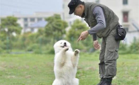 别盲目训犬，把握这些习性能让你省大力气