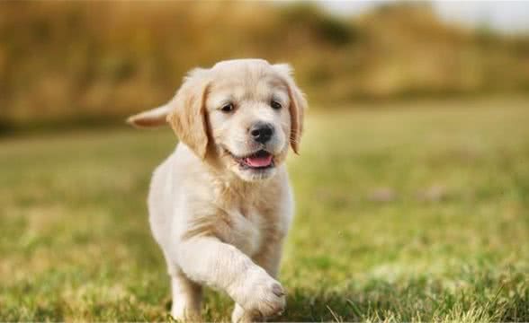 大金毛犬吃什么有营养金毛犬吃哪些食物有帮助