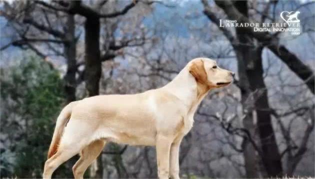 犬种揭秘｜你不知道的拉布拉多犬